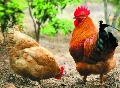 產(chǎn)品|磺胺類快速檢測卡